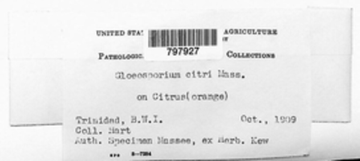 Gloeosporium citri image